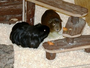 maltes scheinchen fressen Salat.jpg