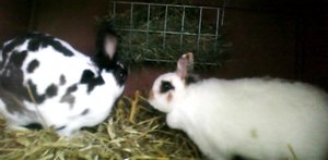 Fine und Filou.jpg Fine und Filou.jpg