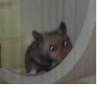 hammie.jpg