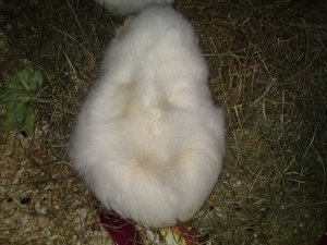 DSC00990 (640x480).jpg