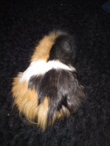 DSC00994 (480x640).jpg