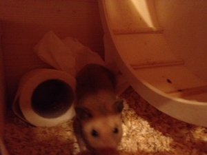 hammie tag 3 b4.JPG hammie tag 3 b4.JPG