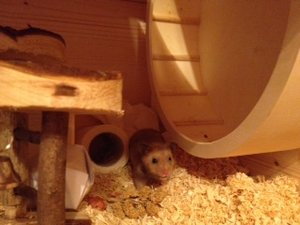 hammie tag 3b3.JPG hammie tag 3b3.JPG