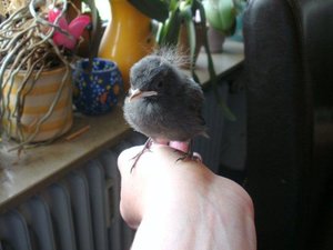 Miniepiepsi 18Tage KB.jpg