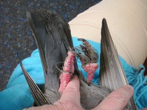 2011_06_03 Stadttäubi FüßeKB.jpg