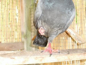 Amputierte Zehe (2).jpg