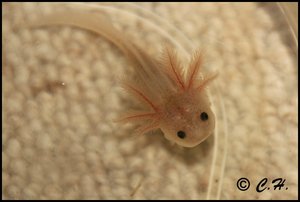 IMG_2730axo weißling.JPG