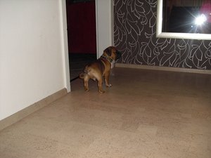 mein kleiner Ayko und mein haus 040.JPG