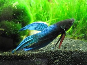 IMG_2253.jpg IMG_2253.jpg