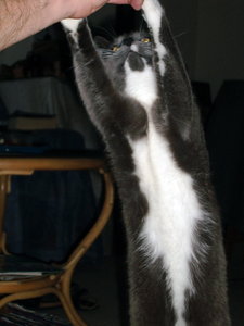 Findus bettelt.jpg Findus bettelt.jpg