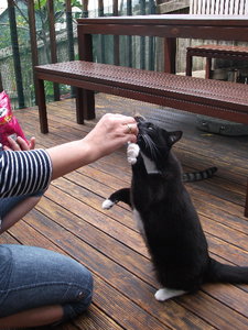 Blackie bettelt 2.jpg