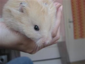 IMG_1150 (Mobile).JPG