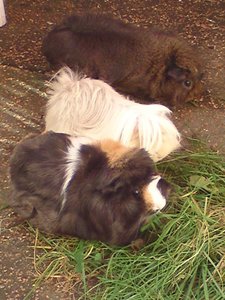 Häschen 037 (480x640).jpg