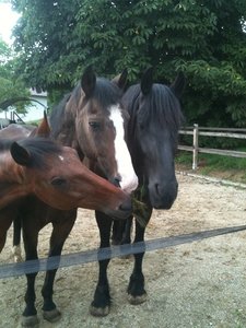 Sunny Muckl Friso.jpg