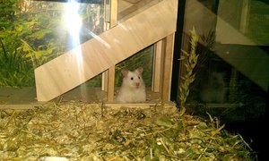 Hamsti kuckt aus Baueingang.jpg