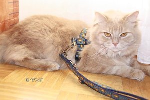 iphone 522012 011.JPG