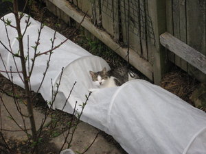 Tunnelbeet.jpg Tunnelbeet.jpg