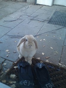 Häschen 046 (480x640).jpg