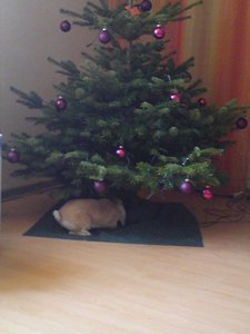 Häschen 055 (480x640).jpg