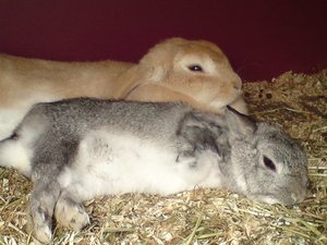 Häschen 138 (640x480).jpg