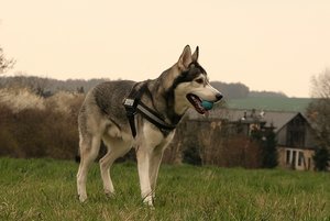 aIMG_5027 - Kopie.jpg