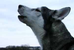 aIMG_5200 - Kopie.jpg