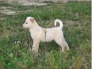 k-Luna.jpg k-Luna.jpg