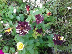 2011-07-27 16.24-klein.jpg