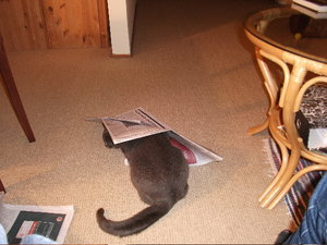 unter der zeitung.jpg