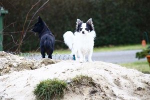 bilder hunde 3471.jpg