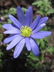 anemoneblanda2.jpg