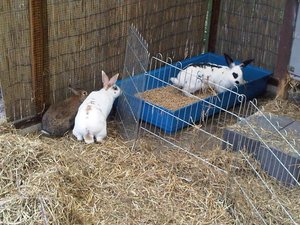 Stall eröffnung.jpg