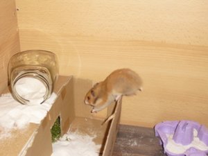 Aida,hamster und co 018.JPG
