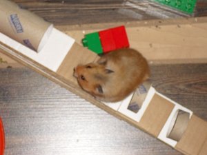 Aida,hamster und co 045.JPG
