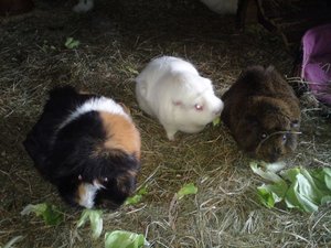 DSC01059 (640x480).jpg