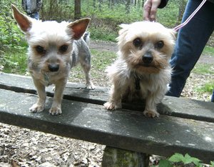 Lilly und Lotta 2.jpg