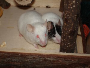 Mausi und Piepsi-Plüschi.jpg