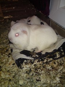 DSC00846 (480x640).jpg