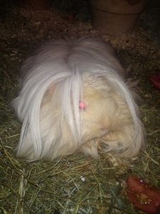 DSC00842 (480x640).jpg