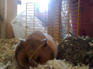 cookie mit dicken backen.jpg