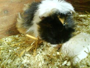 Süße Fibi(klein).JPG