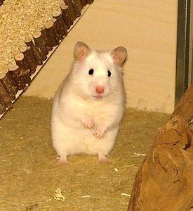 Vorstellung.jpg Vorstellung.jpg