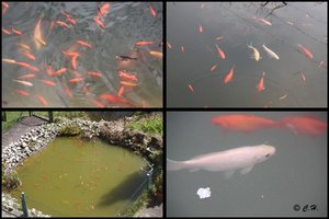 Teich-Kombi.jpg Teich-Kombi.jpg