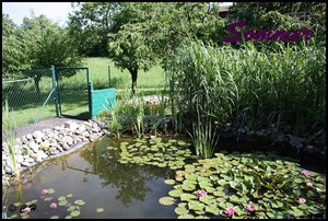 Teich-Sommer2.jpg Teich-Sommer2.jpg