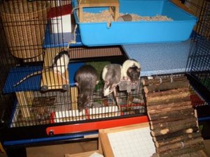 2012 sealife ostern düna ratten 004.JPG