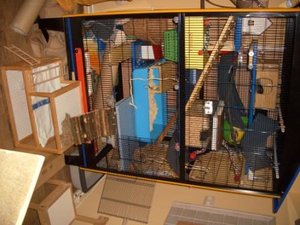 2012 sealife ostern düna ratten 005.JPG