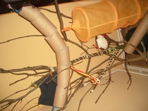 2012 sealife ostern düna ratten 007.JPG