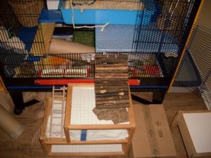 2012 sealife ostern düna ratten 008.JPG