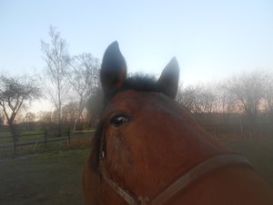 Kamera.Weihnachen-Pferde 073.JPG