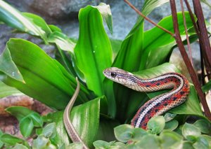 Tf NextTopPet Flecki 01.JPG